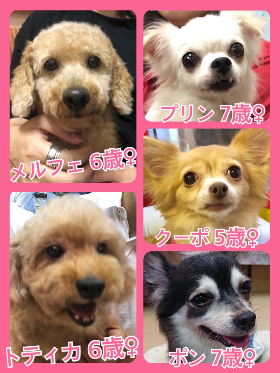 🐾今日の里親様募集中ワンコ🐶メンバーです🐾2019,9,17